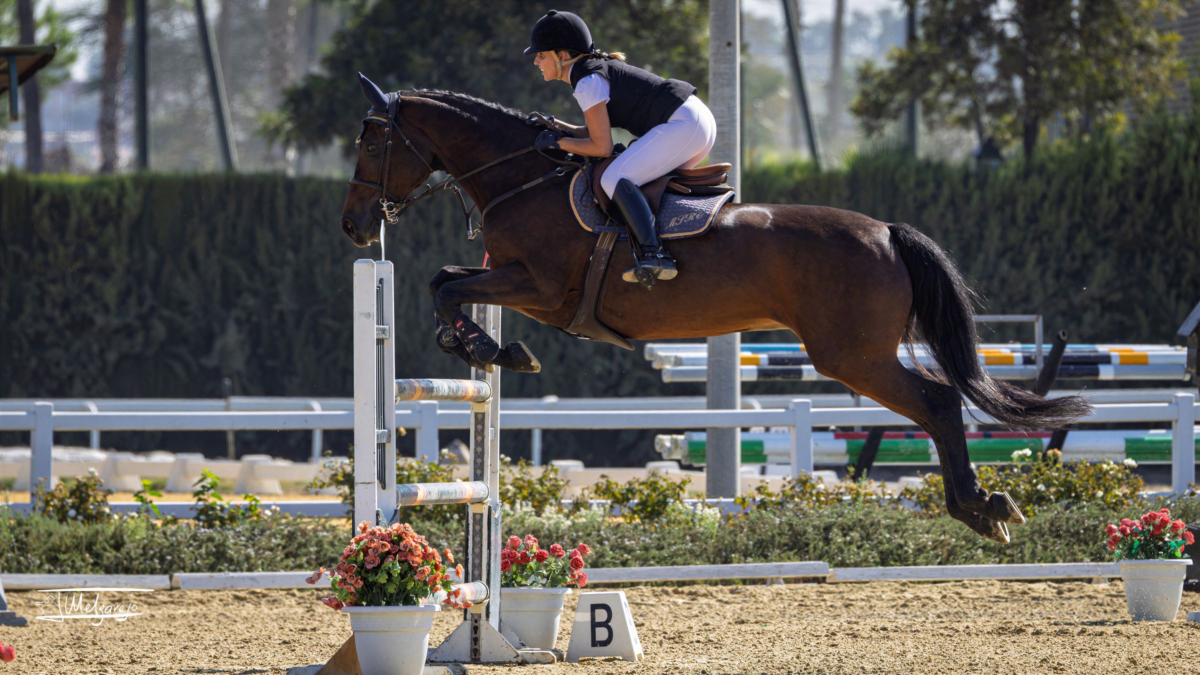Jinete saltando un obstáculo en una pista de arena